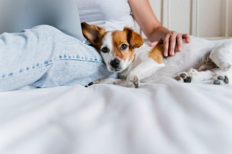 Pawternity Leave: Is Paid Time Off for Pet Care a Reasonable Request or OTT?