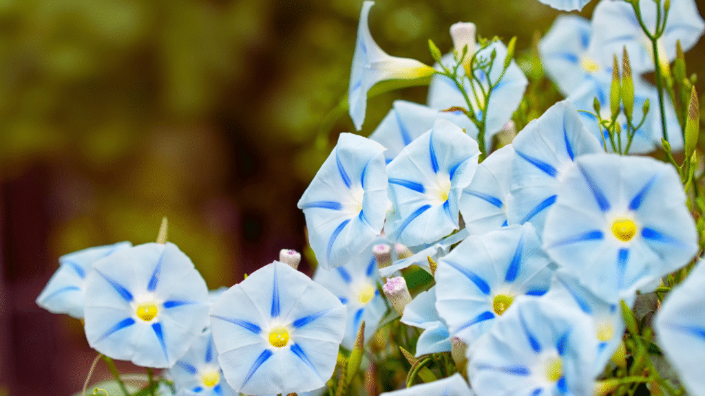 Caring for Morning Glories: Complete Care Guide