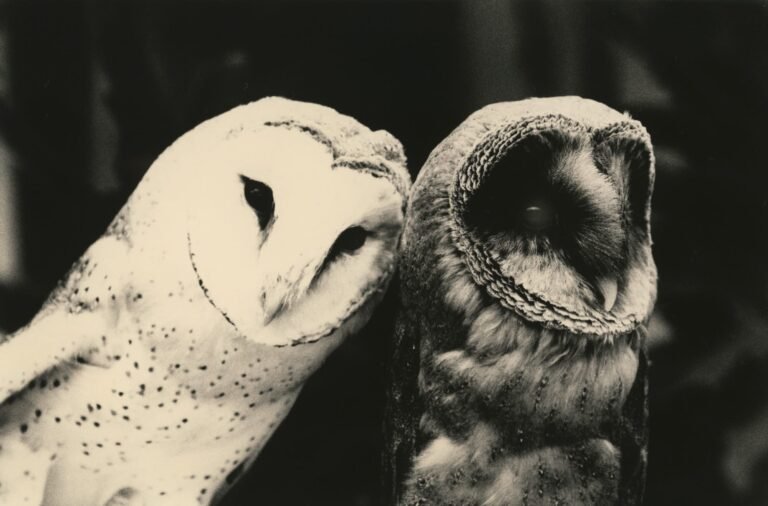 Yamamoto Masao’s Otherworldly Portraits Introduce Us to Expressive Owls