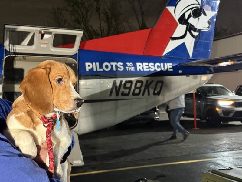 1,500 Beagles Rescued from Wisconsin Lab Farm – Here’s Where They’re Going