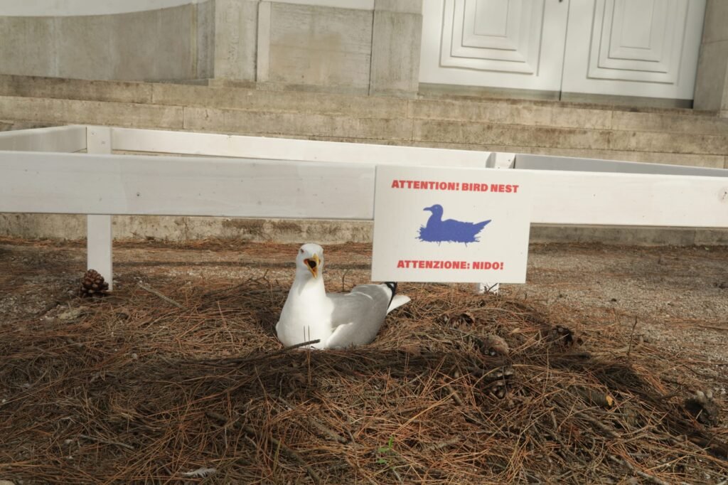 Nesting Seagull Becomes Unexpected Star of Venice Biennale