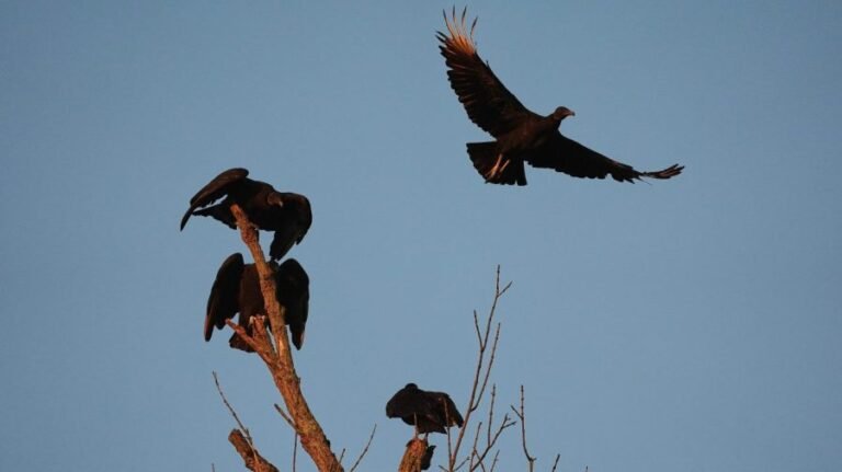 Dozens of dead vultures dumped in national park, investigation underway