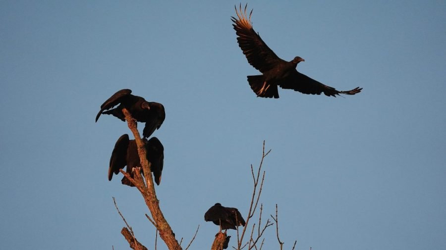 Dozens of dead vultures dumped in national park, investigation underway