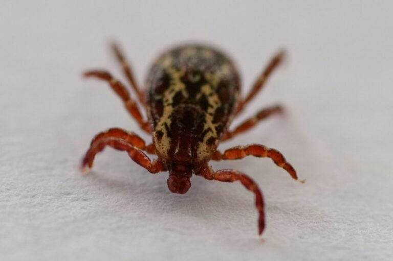 'We're in for a bad year': Scientists see warning signs for Lyme disease, tick-borne illnesses
