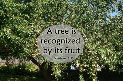 A Tree Is Recognized by Its Fruit – Matthew 12:33