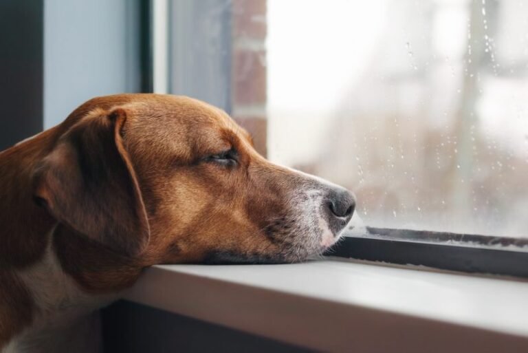 Behind Most “Bad” Dog Behavior Is a Pretty Simple Problem (and Solution)