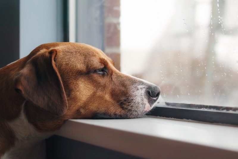 Behind Most “Bad” Dog Behavior Is a Pretty Simple Problem (and Solution)