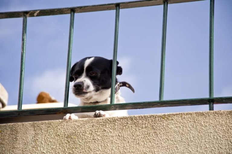 Good Luck or Bad Luck? The 13th Floor Rescue of a Dog Trapped on a Balcony for Two Days