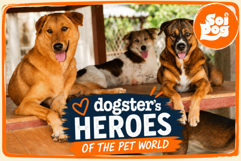 Inside Soi Dog Foundation, the Organization That Has Vaccinated & Sterilized Over 1.7 Million Dogs & Cats