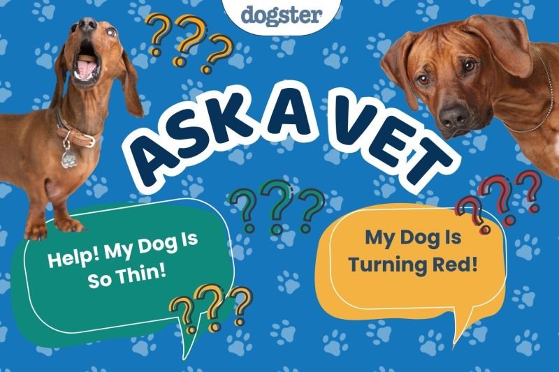 Ask Dr. Paola- Help! My Dog is Really Thin! (May 4, 2026)