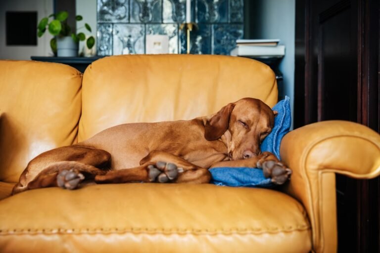 Do Dogs Have Nightmares? They’re Not Telling, So We Asked A Vet