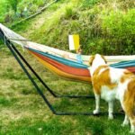 7 Dog-Themed Books For The Whole Family To Read This Summer