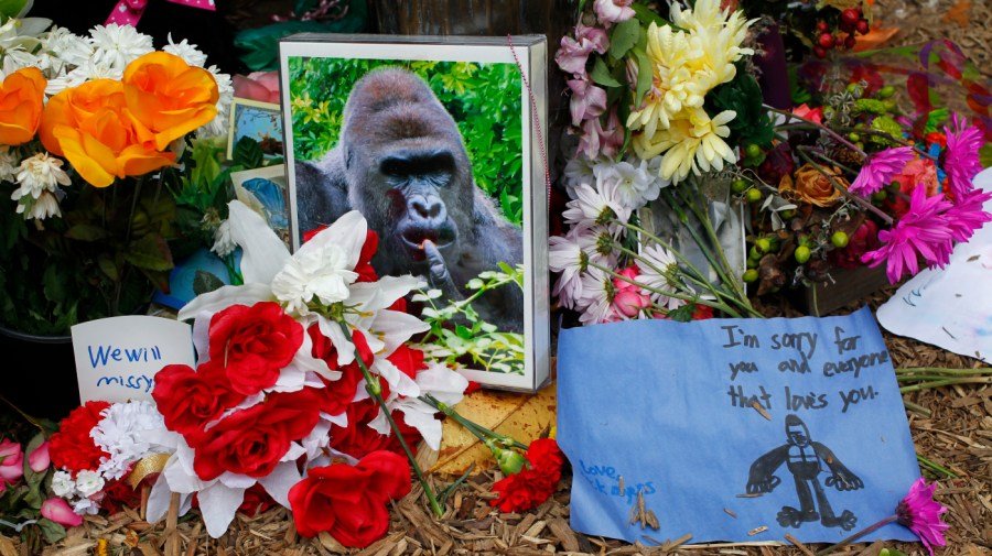 White House X account posts tribute to Harambe: 'Forever in our hearts'