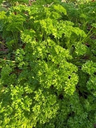 Parsley, Sage, Rosemary and Thyme