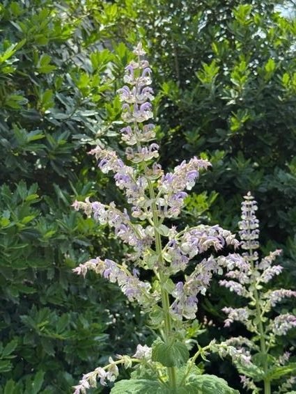 Relax with Clary Sage in Your Garden