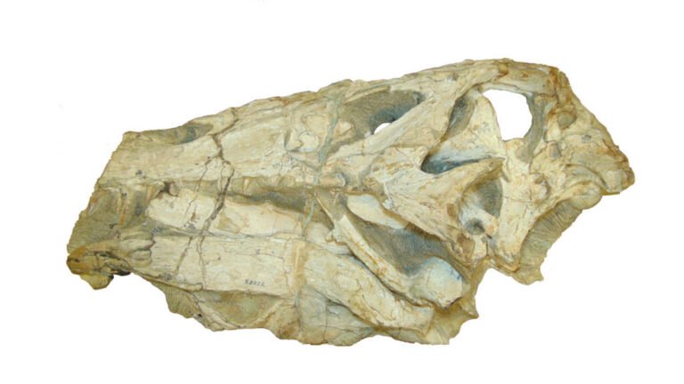Germany to Return Contested Dinosaur Fossil to Brazil