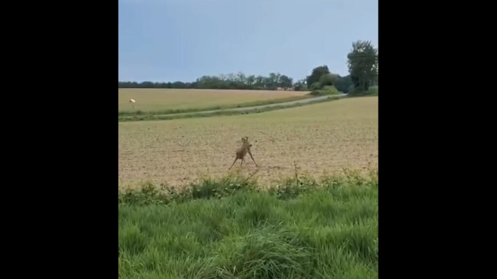 French Cops Warn Drivers Drunk Deer Are Dangerous On The Road. Sober Deer Still OK
