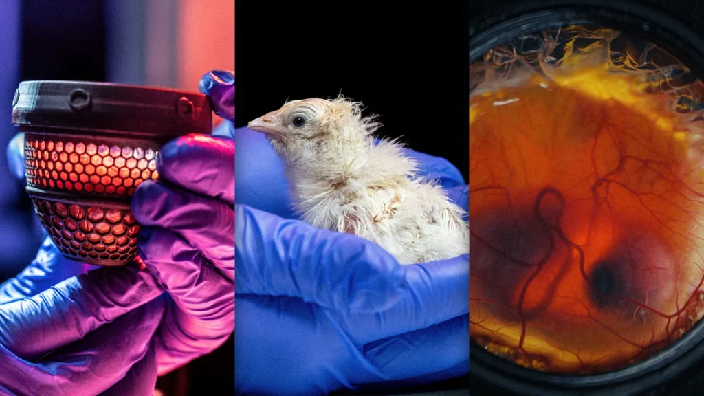The Texas startup that’s bringing back the Wooly Mammoth has a new project: growing chickens in artificial eggs