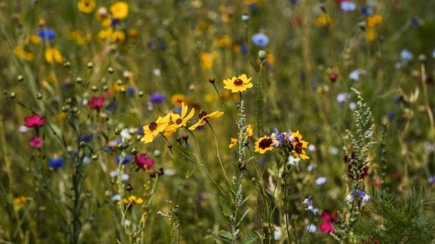 Free Seeds Packets from National Geographic!