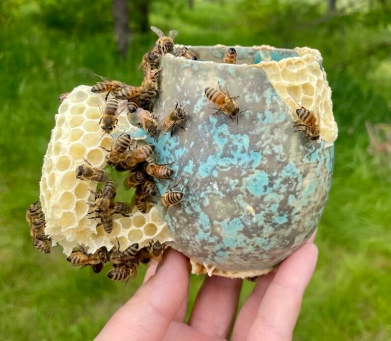 Ava Roth Collaborates with Insects to Create ‘Kintsu-Bee’ Ceramic Vessels