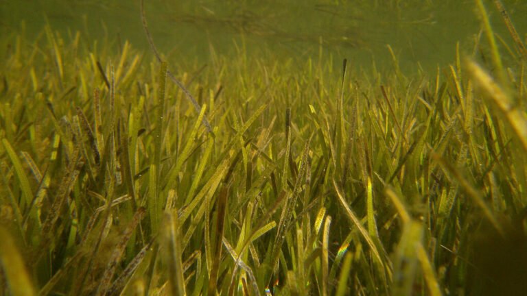 Warm Waters Disrupt Seagrasses’ Microbial Environment