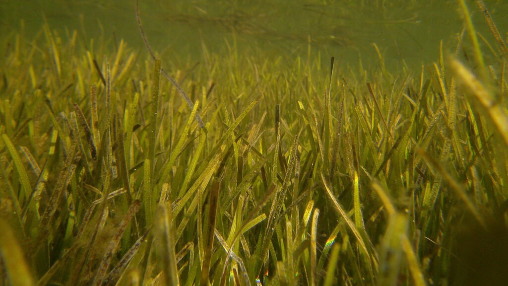 Warm Waters Disrupt Seagrasses’ Microbial Environment