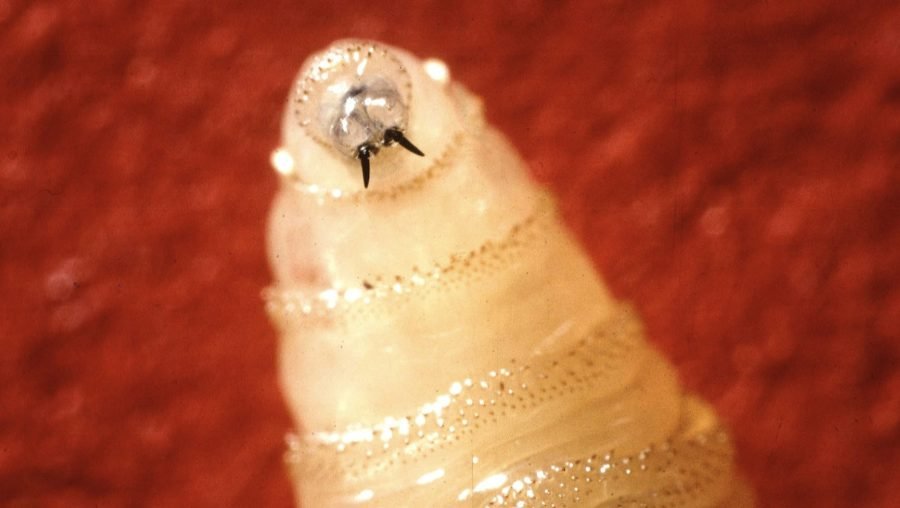 USDA races to contain New World screwworm fly in Texas
