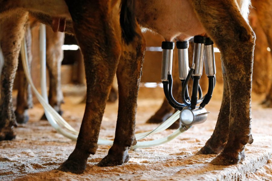 Dairy farmers sue Trump administration over checkoff program