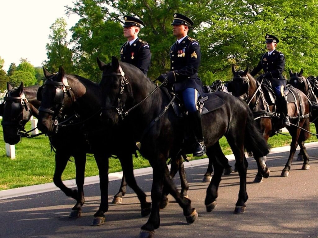 Inside the Army's $30 million effort to revamp its funeral horse program after a series of horse deaths
