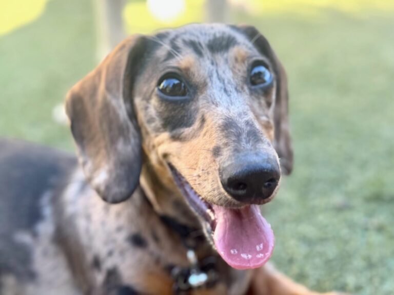 New AI-powered puppy KPIs: Key Potty Indicators