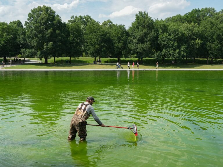 Algae has turned the Lincoln Memorial Reflecting Pool green again, days after its $14.8 million makeover. Take a look.