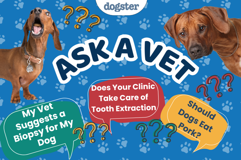 Ask Dr. Paola- Help! My Vet Suggests a Biopsy for My Dog! (June 15, 2026)