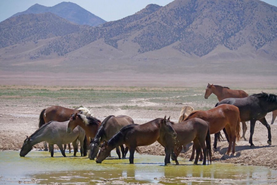 Congress is choosing lobbyists over voters, and could re-legalize horse slaughter