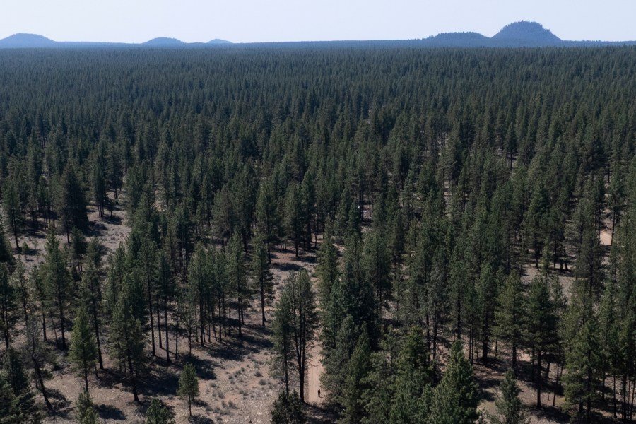 The US government is pillaging our national forests from within 