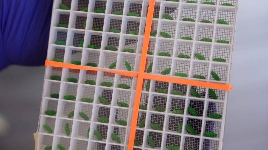 New screwworm case confirmed in Texas