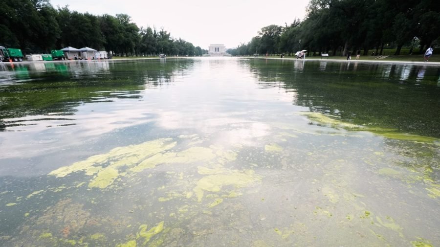 Green algae return to reflecting pool days into Trump's renovation