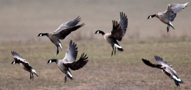 Fish and Wildlife Service proposed its largest hunting and fishing expansion, benefiting everyone