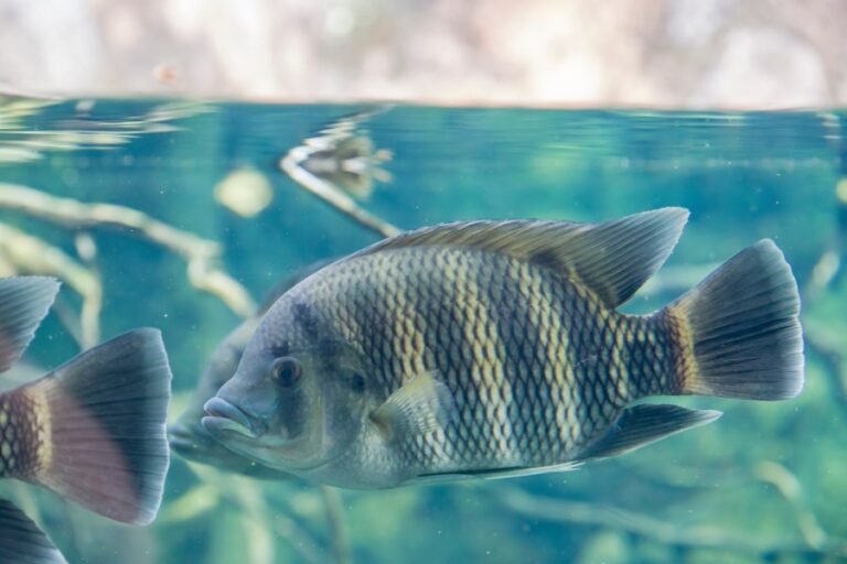 America's oceans need protection, not politics