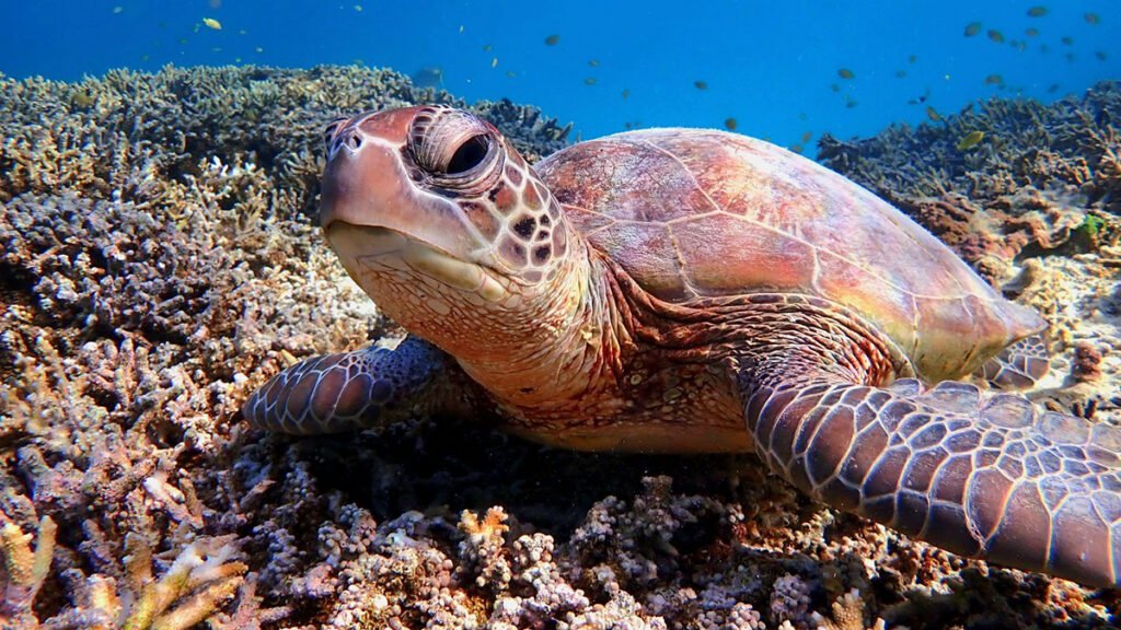 Turtles May Migrate Using Earth’s Magnetic Field