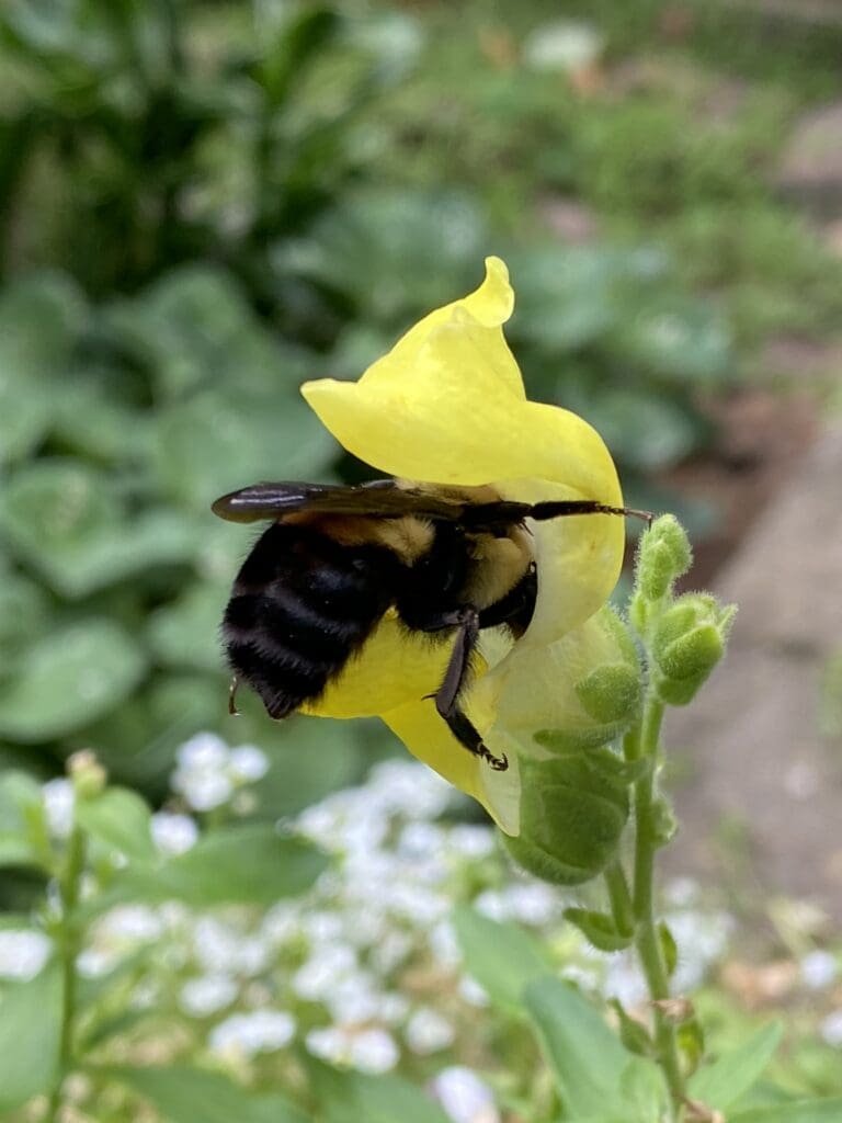 Garden Bloggers’ Bloom Day – June 2026