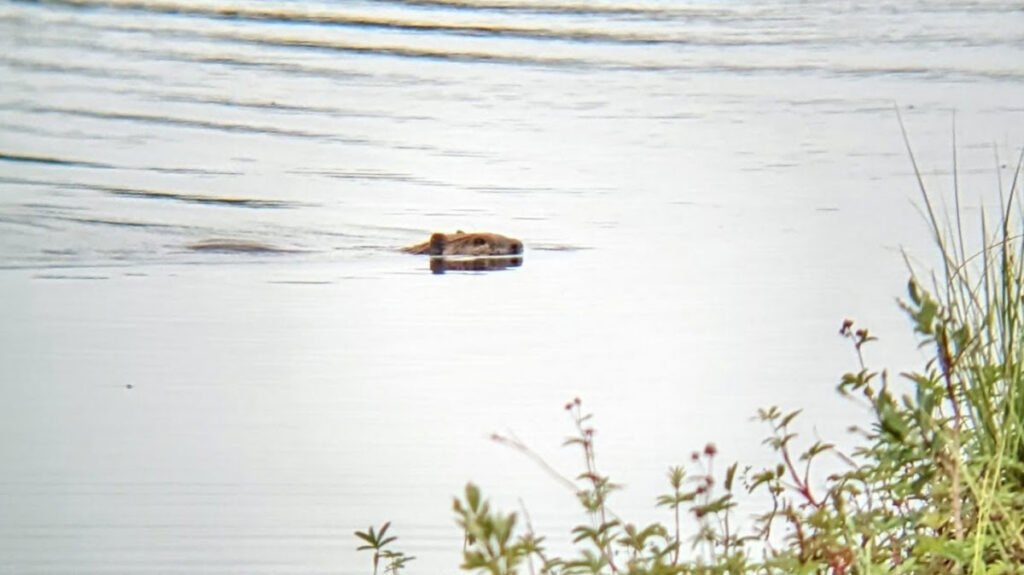 How Beavers Gnawed Their Way into the Arctic