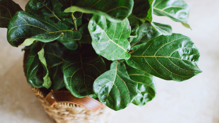 How to Care for a Fiddle Leaf Fig Tree
