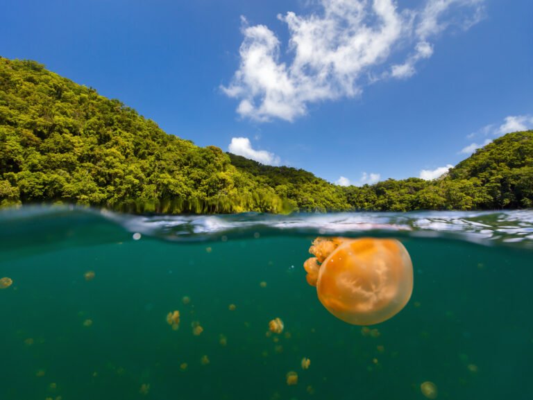 World Oceans Day: the ocean's greatest characters and where to snorkel with them