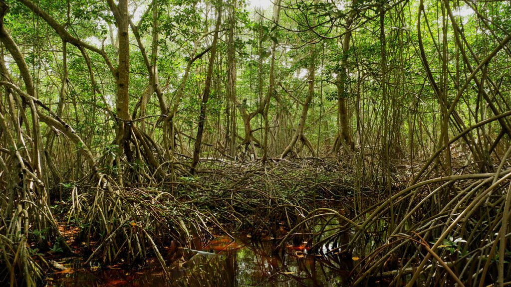 Mangroves May Be Losing Their Grip on Carbon Storage as Sea Levels Rise
