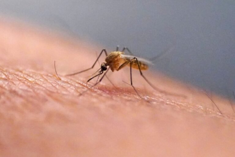Google wants to release up to 32 million 'good' mosquitoes in California and Florida 