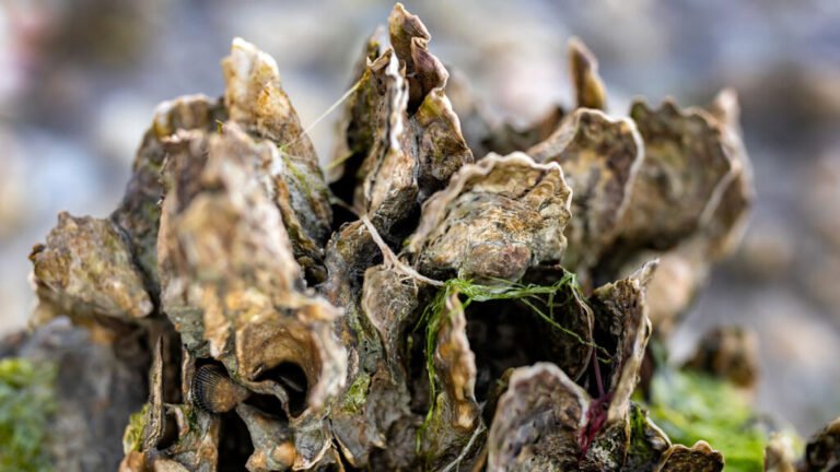 Oysters Clean Up More Nitrogen Pollution Than We Thought
