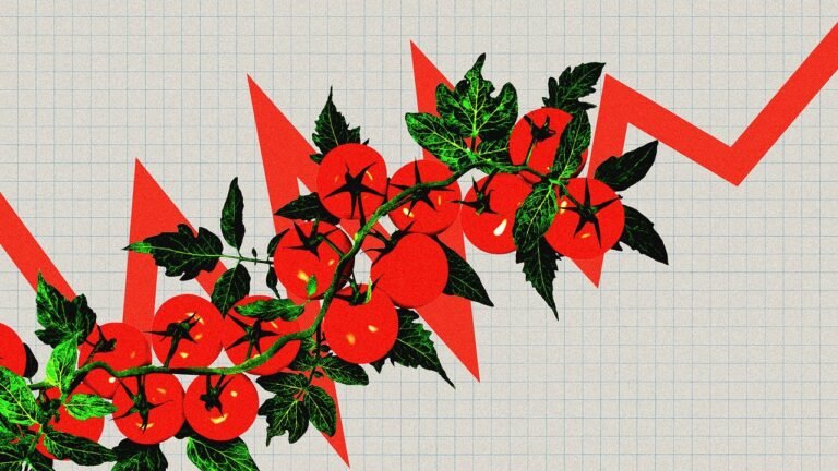 Tomatoflation is the latest extreme price increase to hit grocery bills. The reasons why are alarming