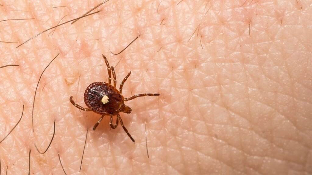 Something is causing tick populations to explode in these states—and experts are alarmed