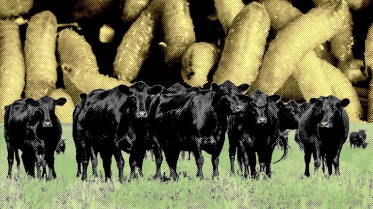 Flesh-eating screwworm is back in the USA: What to know about the threat to cattle, beef prices, and humans