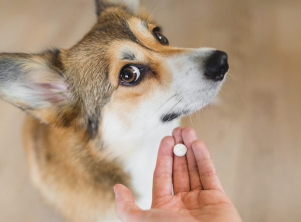 A Major Breakthrough in Canine Anxiety Care: FDA Approves First Dual-Purpose Medication